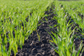Дано рекомендації щодо вибору типу ґрунту для озимої пшениці у зоні Полісся