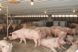Кульгаві свиноматки вимагають більше зусиль працівників ферми