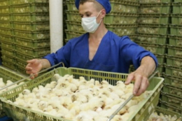 Біозахист птахофабрики від грипу птиці потребує планування