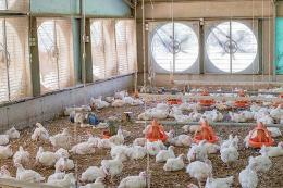 На форумі Poultry Farming обговорюватимуть енергетичну безпеку
