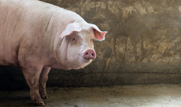 Середня ціна на живець свиней склала 43 грн/кг