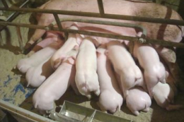 Промисловий сектор у листопаді наростив поголів'я свиней