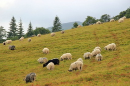 Витрати малих підприємств на розведення овець і кіз скоротилися на третину