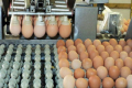 Промислове виробництво яєць за 8 місяців скоротилося майже на чверть
