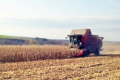 Урожай кукурудзи вже на 11,8% перевищує попередній рекорд
