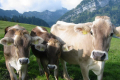 У Швейцарії вперше з 2012 року виявлено коров’ячий сказ