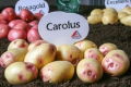 Agrico представив нові сорти картоплі