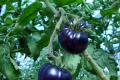 Росте попит на фіолетові органічні томати