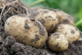 У Болгарії не дозбирали картоплю – вона виявилася задорогою в ЄС