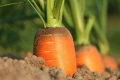 Ще одне фермерське господарство висіяло моркву в січні