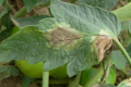 Температурні стрибки провокують сріблястість листя томатів у закритому ґрунті