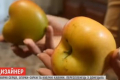 Підприємець виростив кубічні кавуни та «сердечні» яблука