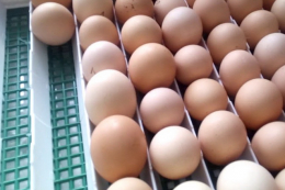Ефірні олії показали ефективність у дезінфекції інкубаційних яєць