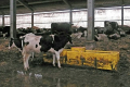 У «Кищенцях» для корів виробляють відновлювану підстилку з гною