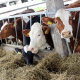 35% корів у стаді ‒ холерики