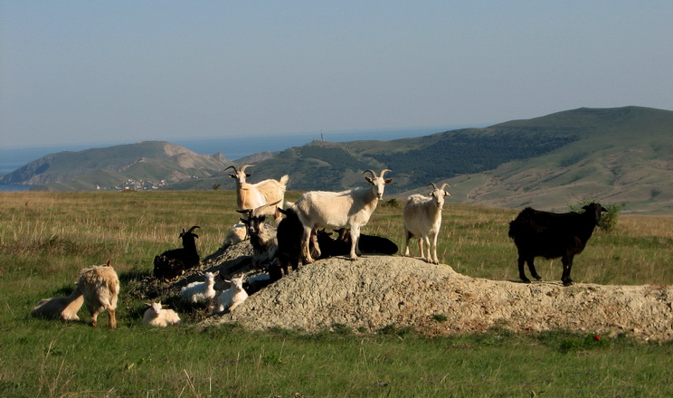 У Криму вважають, що овець і кіз за окупації побільшало: з 233 тис. до 174 тис. голів