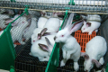 У 2019 році підприємства відправили на забій на 3,8% менше кролів