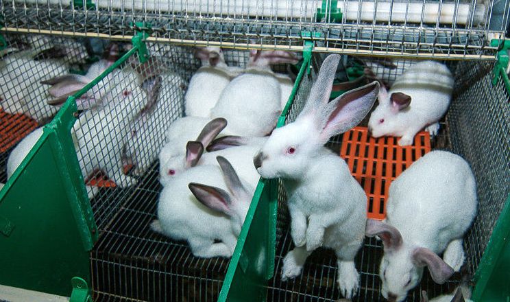 За 4 місяці колосально зросла реалізація підприємствами кролів на забій
