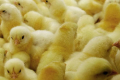 На Одещині птахофабрика безкоштовно роздала курчат для вирощування