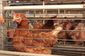 МХП подвоїв EBITDA напрямку переробки побічних продуктів птахівництва