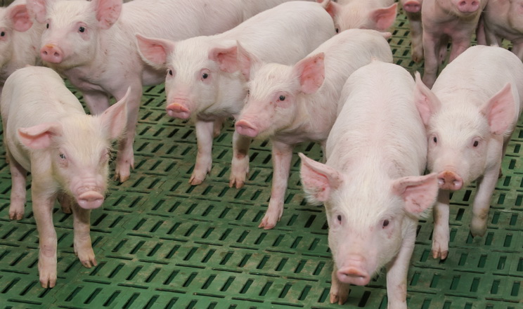 «Агропродсервіс» продає від свиноматки 3,2 тонни м’яса на рік