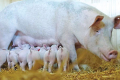 KSG Agro цього року побудує відгодівельний цех і маточник свинокомплексу