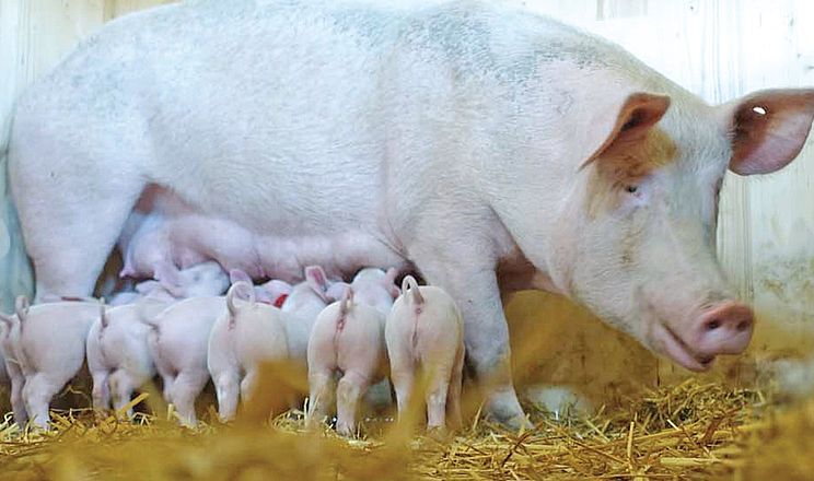 Великі свиногосподарства утримують 75% промислового поголів’я