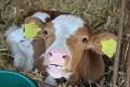 «Агроекологія» ввела в експлуатацію новий корівник