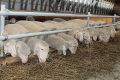 Скорочення поголів'я овець і кіз уповільнилося за рахунок промислового сектору