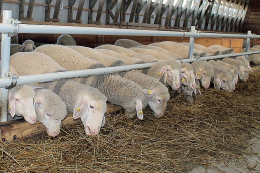 За 5 місяців Україна експортувала 195 тонн живих овець і кіз