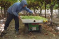 Роботизований віслюк Burro підвищив ефективність збирання винограду на 40%
