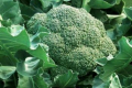 Водоутримуючі гранули підвищують урожайність капусти броколі