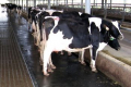Гумове покриття для корів комфортне, бо близьке за структурою до природних умов