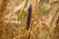 Експорт української пшениці досягнув майже 15 млн тонн