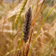 На Чернігівщині затвердили Програму контролю розвитку сажкових хвороб зернових колосових культур