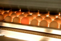 Світлостимуляція інкубаційних яєць покращує розвиток курчат, отриманих із них