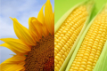 Що першим посіяти — соняшник чи кукурудзу?