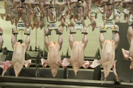 Як у забійних цехах запобігти інфікуванню тушок птиці кампілобактеріями