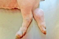 Які ознаки свідчать про стрептококову інфекцію у свиней