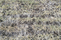 Випадання снігу на непромерзлий ґрунт провокує розвиток снігової плісняви