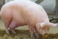 Приміщення для супоросних свиноматок освітлюють 2-16 годин на добу