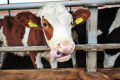На форумі «Молочна ферма» розкажуть,як травна система телят може працювати на господарство