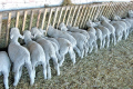 Промислове поголів'я овець і кіз за 10 місяців зросло на 3,9%