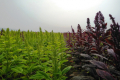 Виробники амаранту запускають екологічний проєкт для покращення стану ґрунтів