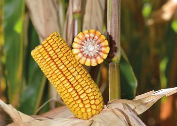 Урожайність кукурудзи в компанії «Агроінновація» зросла після зміни способу обробітку ґрунту