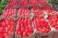 Продажі полуниці в Італії повертаються до норми