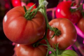 У Польщі вперше виростили рожеві томати зі світлодіодним досвічуванням