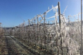 Заморозки у Вероні пошкодили 40-50% яблук Гала та Голден