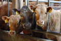 Волинським підприємствам за утримання корів м’ясних порід виплатять дотацію