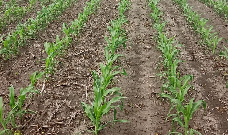 Особливості боротьби з бур’янами в посівах кукурудзи